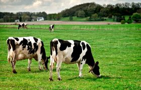 Poultry & Dairy Farms